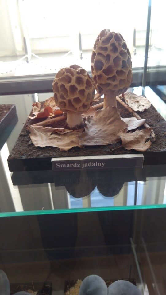 Wystawa grzybów w Bibliotece Miejskiej